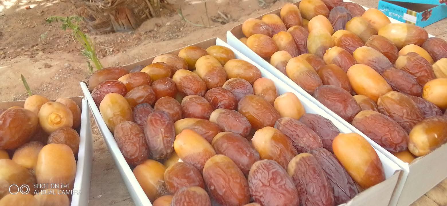 Dátiles de Oasis de Marruecos