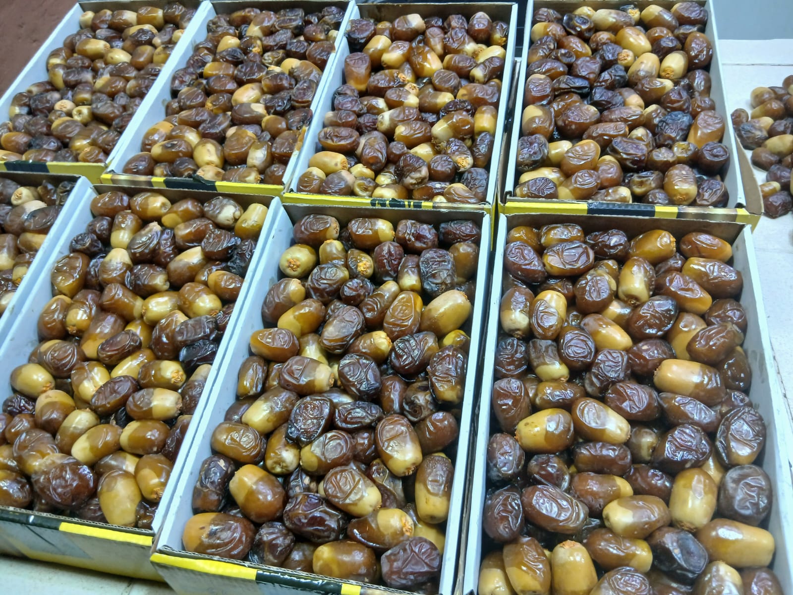 Dátiles Medjool de Marruecos