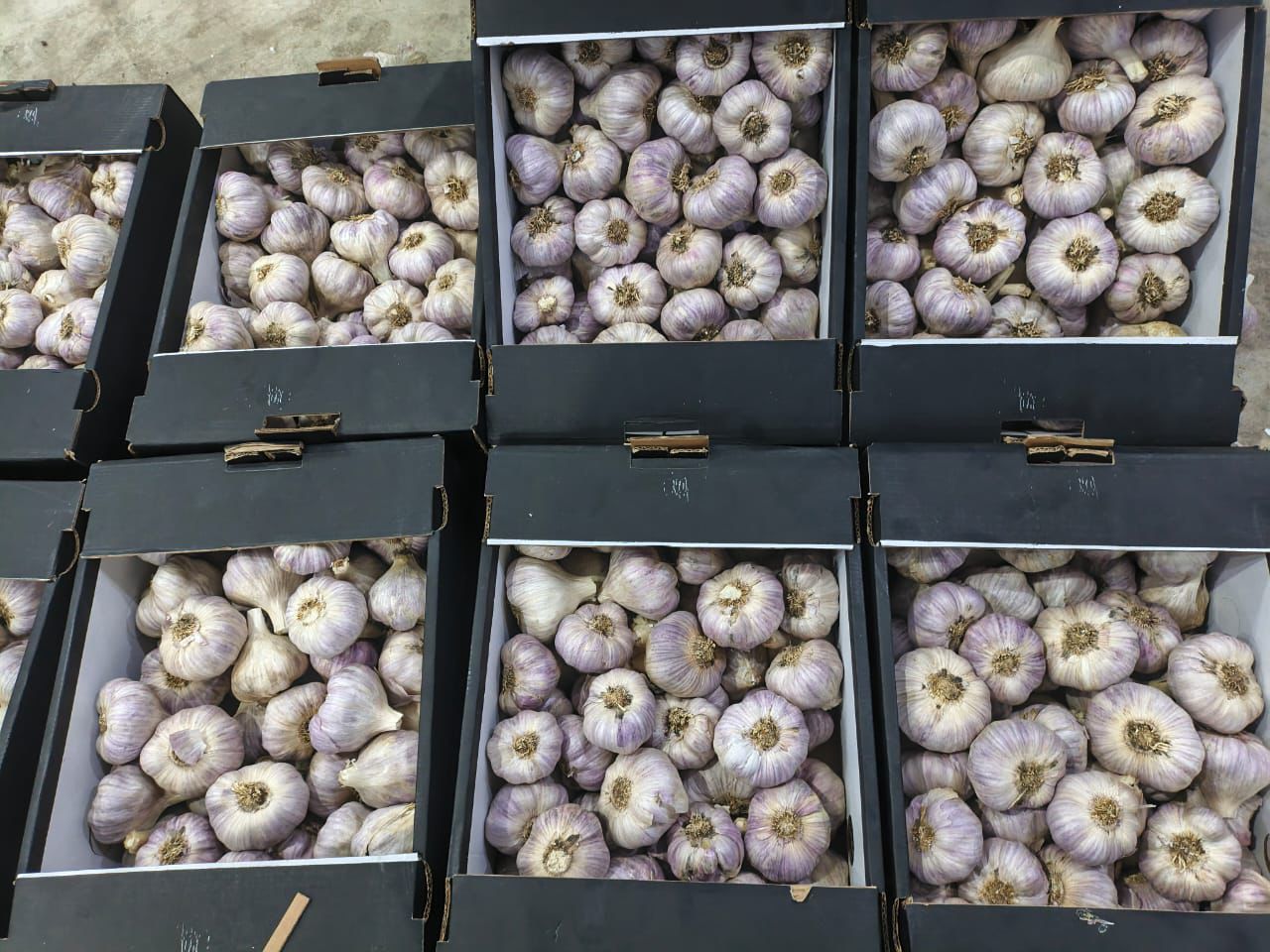 Ajo Morado de España