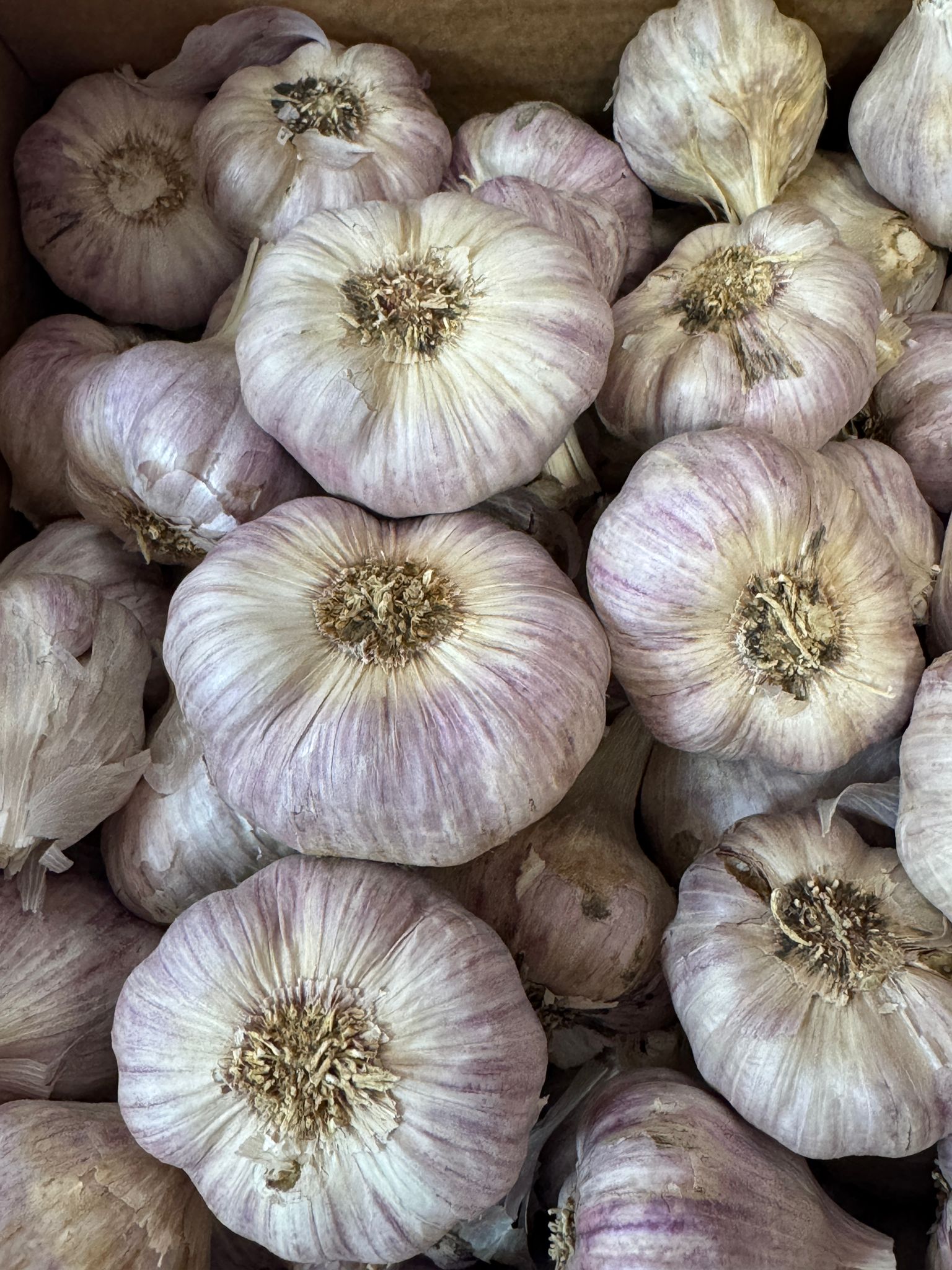 Ajo Morado Fino